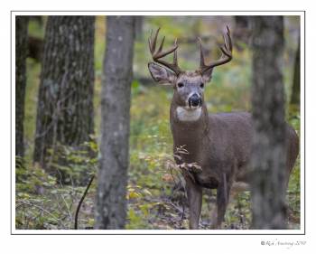 white-tailed buck 11 pt 1a copy.jpg